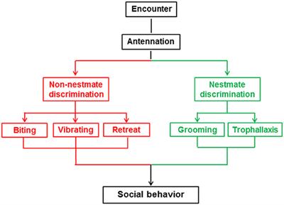 Downregulation of Orco and 5-HTT Alters Nestmate Discrimination in the Subterranean Termite Odontotermes formosanus (Shiraki)